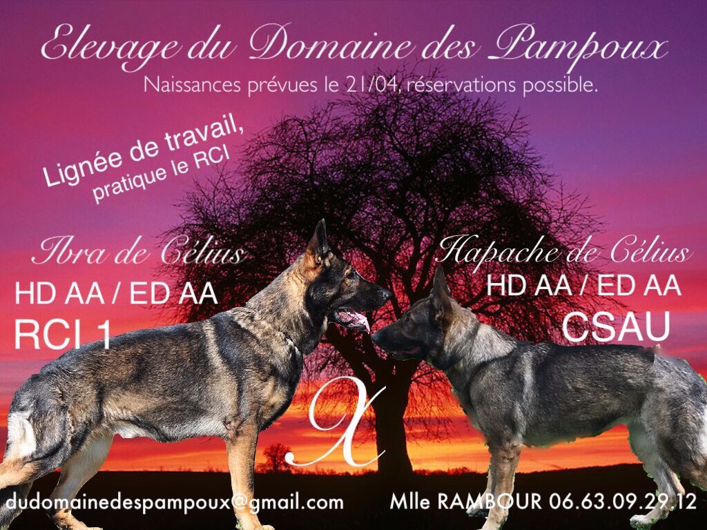 Du Domaine Des Pampoux - Naissances prévues le 21/04/2017