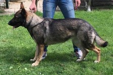 Hapache de celius
