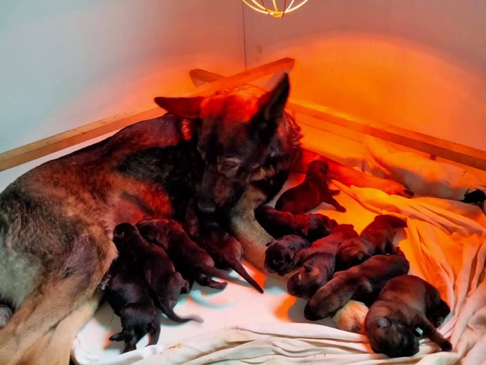 Chiot Berger Allemand Du Domaine Des Pampoux