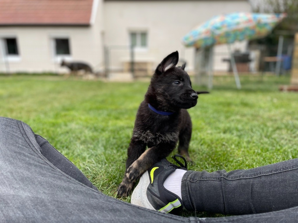 Du Domaine Des Pampoux - Chiots disponibles - Berger Allemand