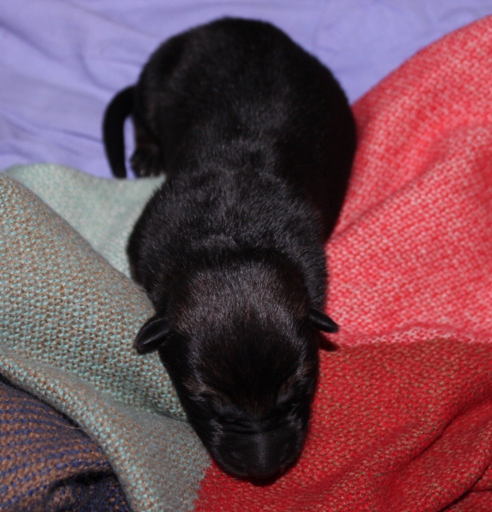 Du Domaine Des Pampoux - Berger Allemand - Portée née le 21/04/2017